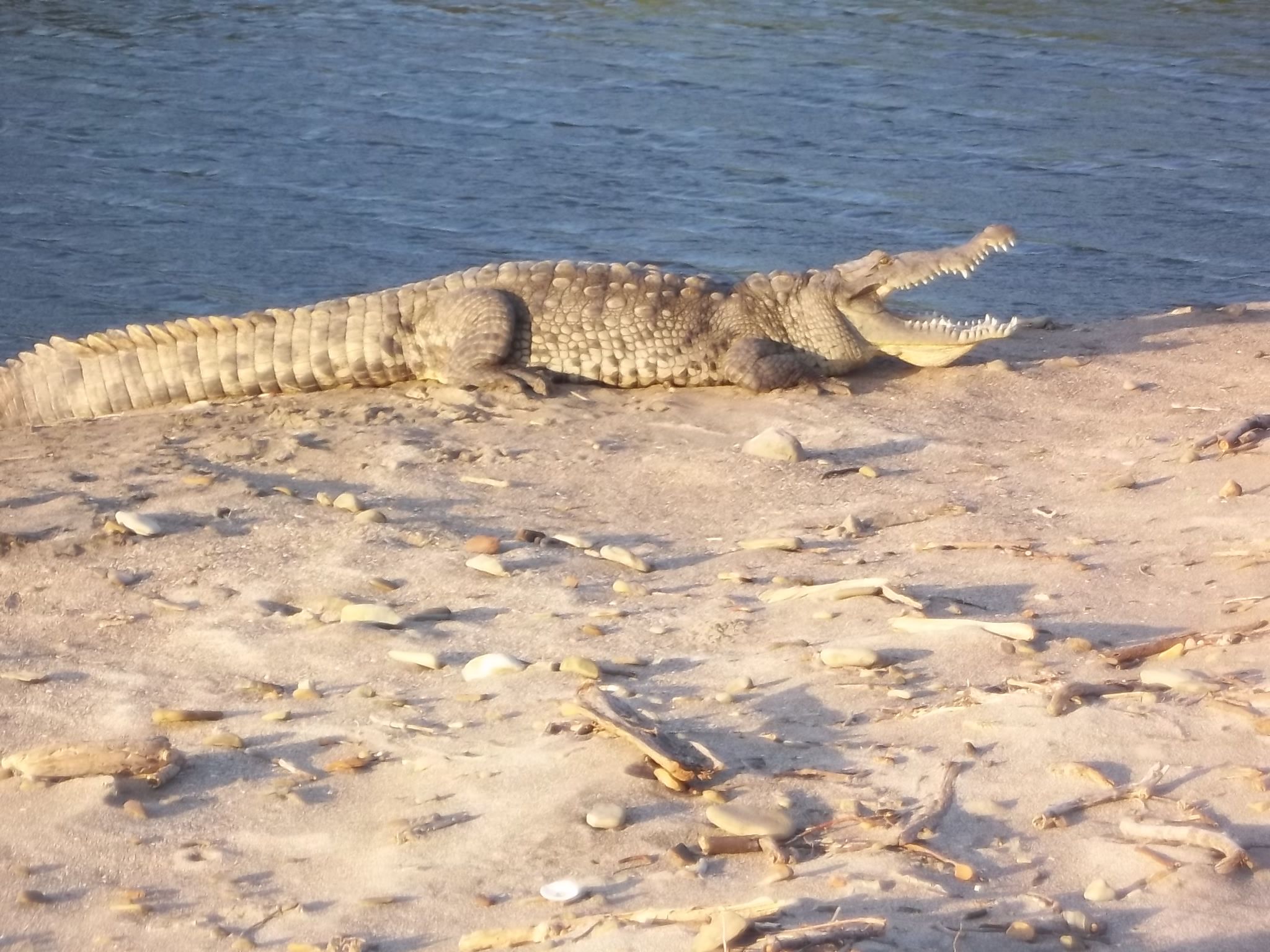 Crocodile à la Playa