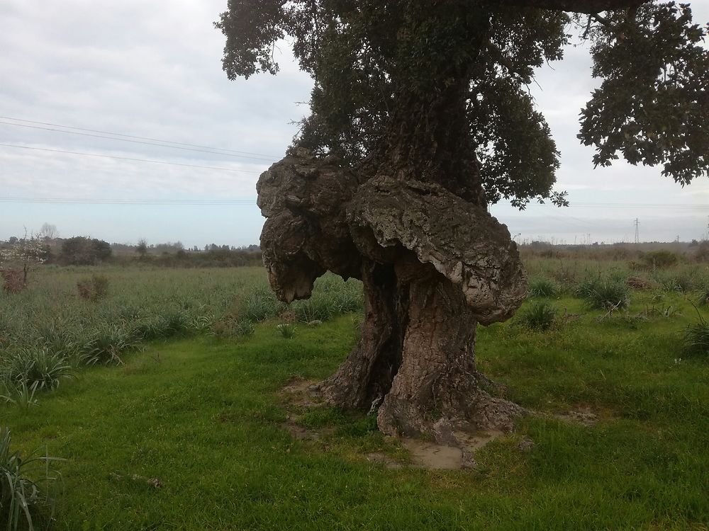 Arbre oiseau à Ghisonaccia