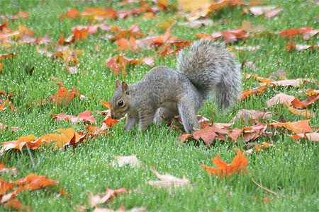 Ecureuil gris Ecureuil gris