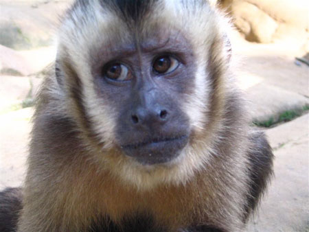 Singe capucin Singe capucin