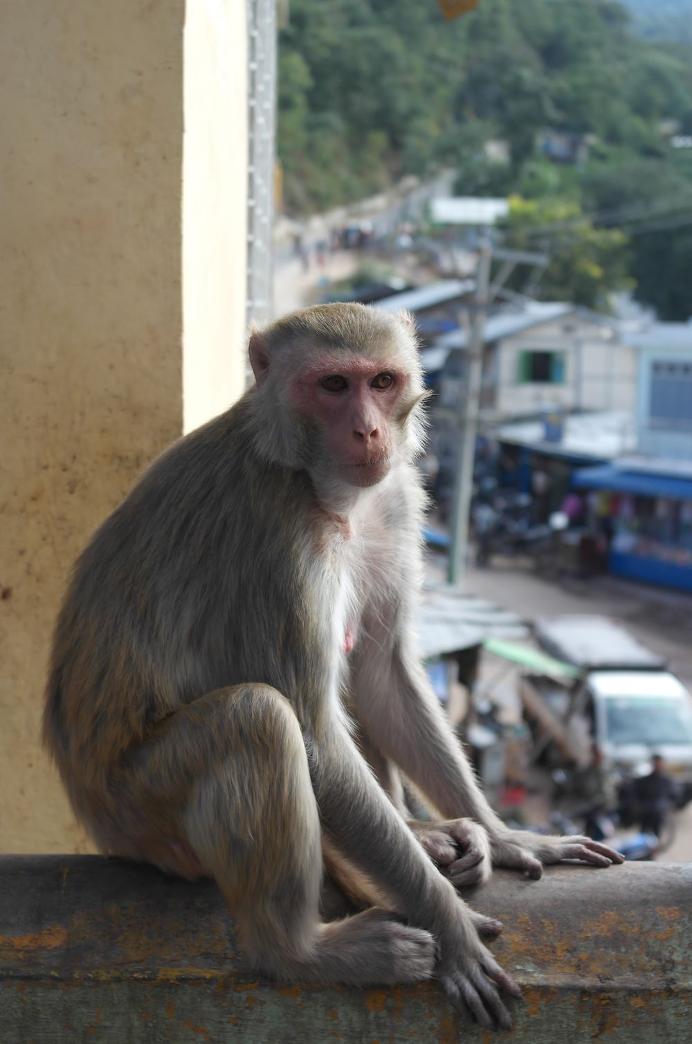 La planète des singes