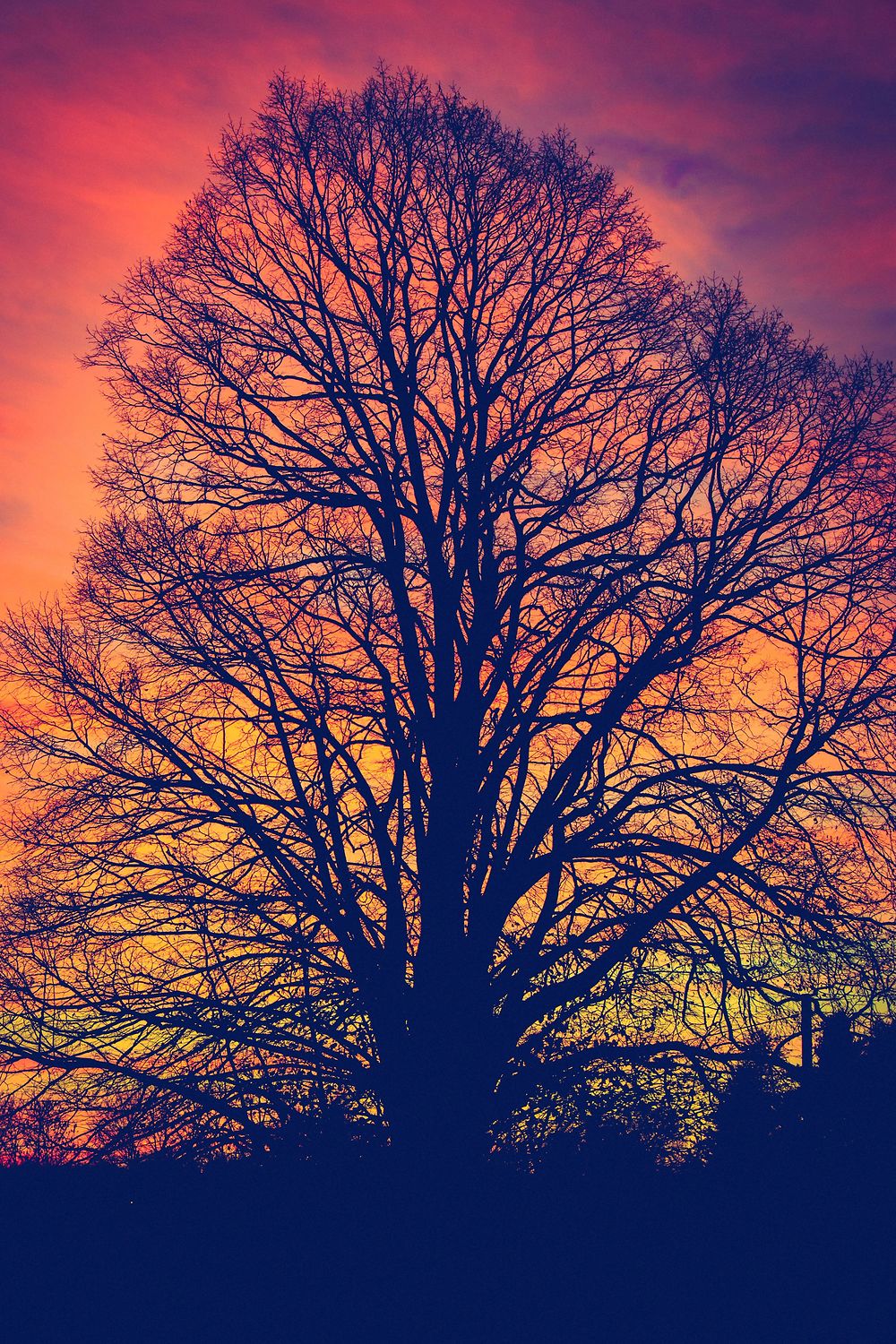 Arbre sur ciel joyeux