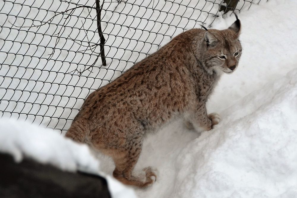 Magnifique lynx du zoo de Ranua