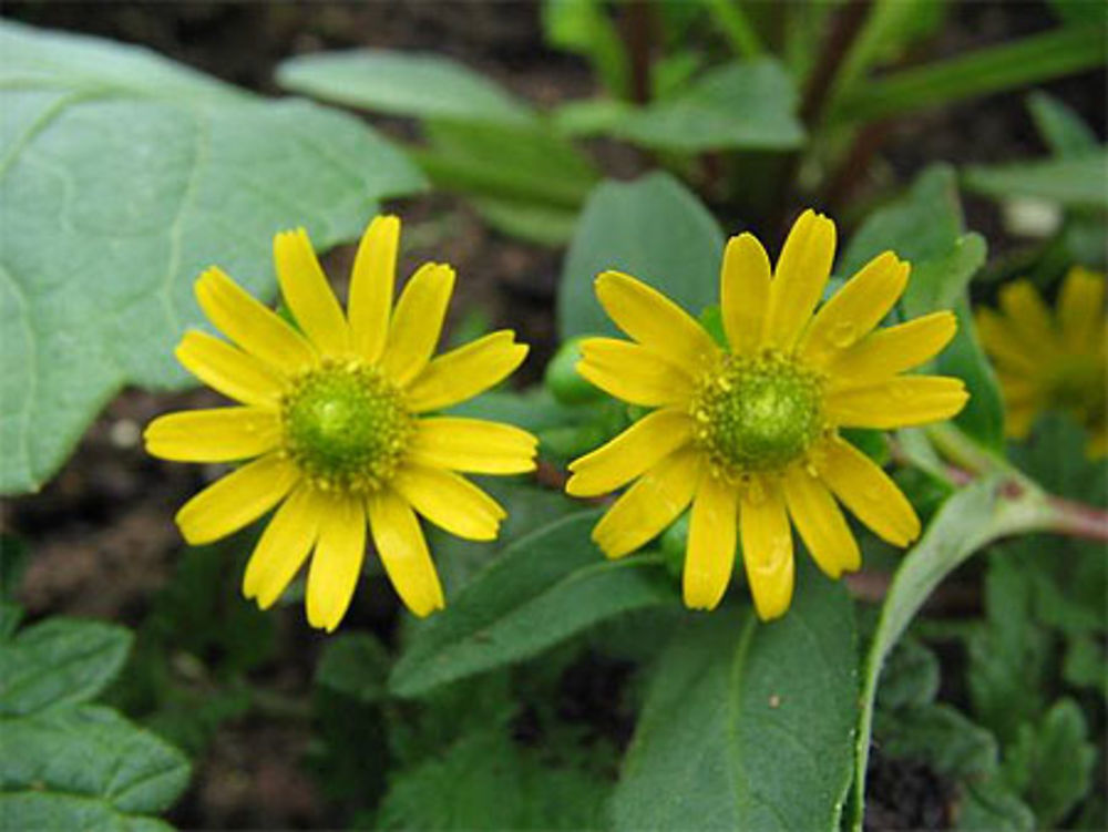 2 jolies fleurs jaunes.