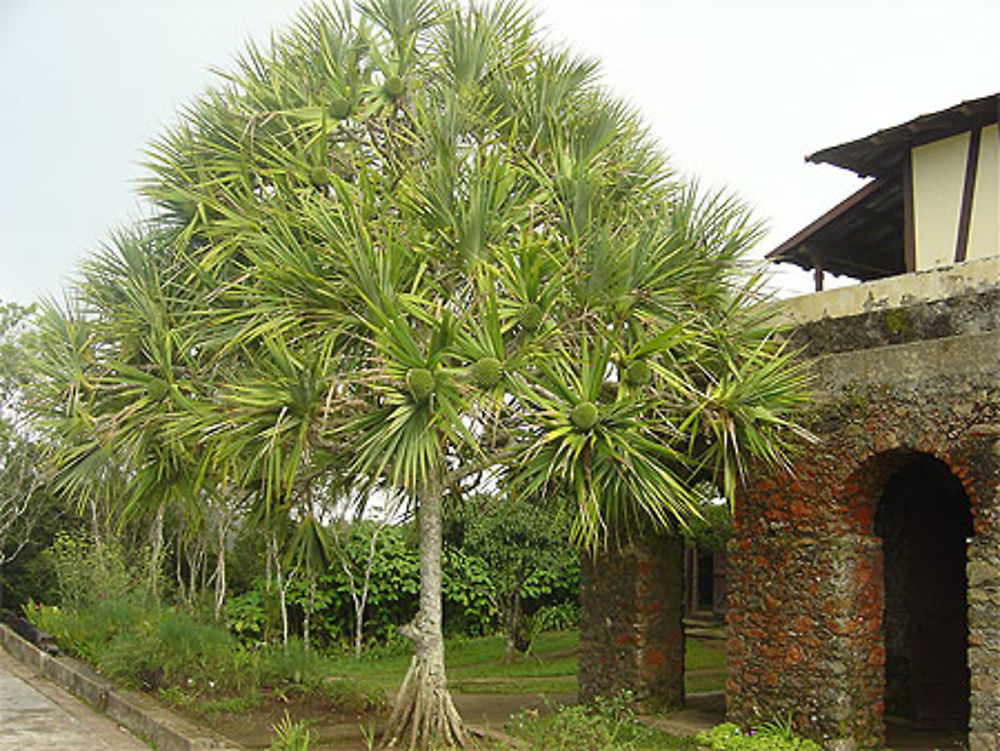 Arbre à pain