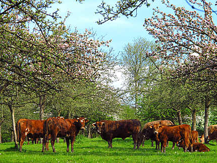 Vaches sous les pommiers en fleur