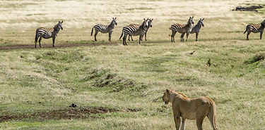 Safari exclusif Tanzanie