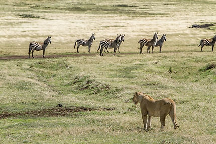 Safari exclusif Tanzanie