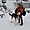 Adorables chiens de Laponie, Rovaniemi