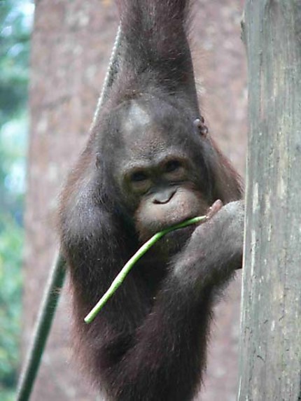regard d'orang outan