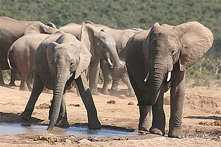 Deux jeunes éléphants