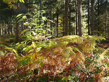 Sous-bois Sous-bois