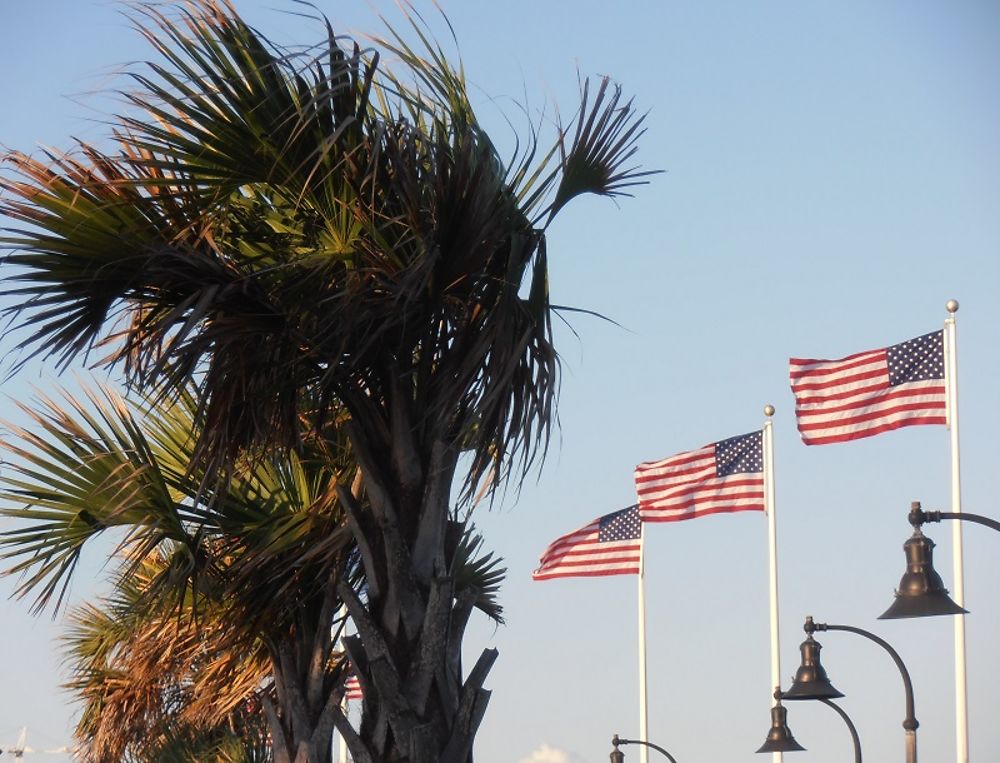 Palmiers et ''Stars and Stripes''