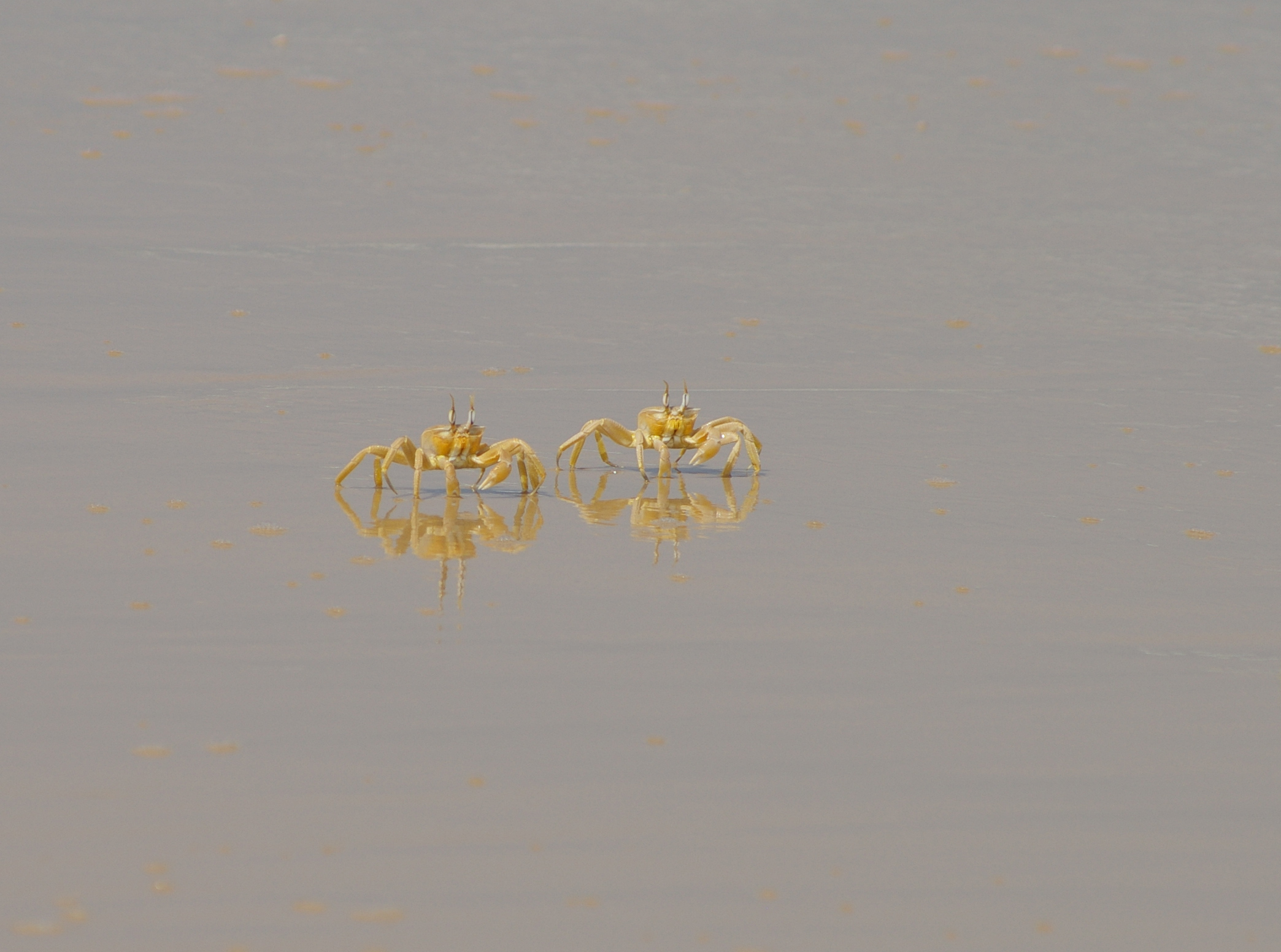 Crabes Crabes