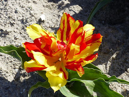 Une année avec tulipes 