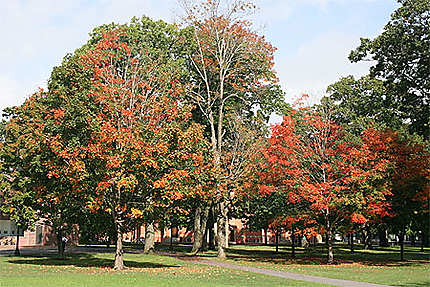The main quad of Bowdoin College