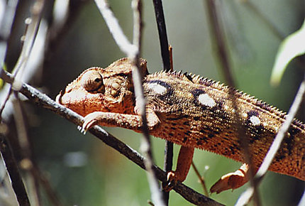 Caméléon