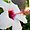 Lisbonne - Fleur d'hibiscus