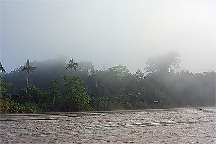 La brume au petit matin à Bornéo
