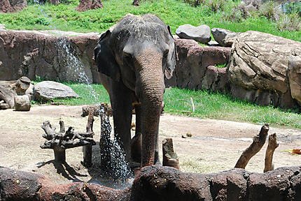 Douche rafraîchissant pour éléphant