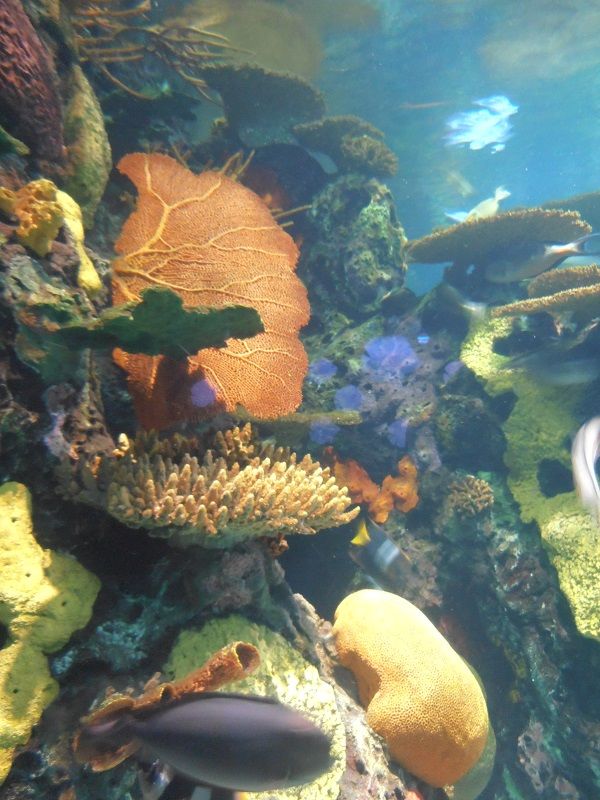 Aquarium à Myrtle Beach