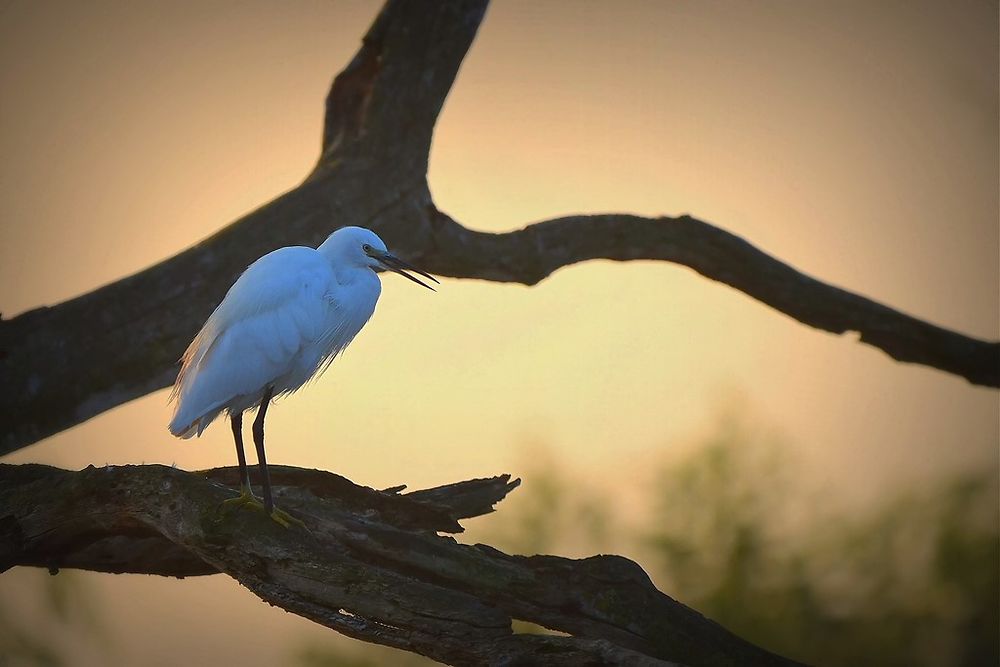 Aigrette garzette au lever du soleil