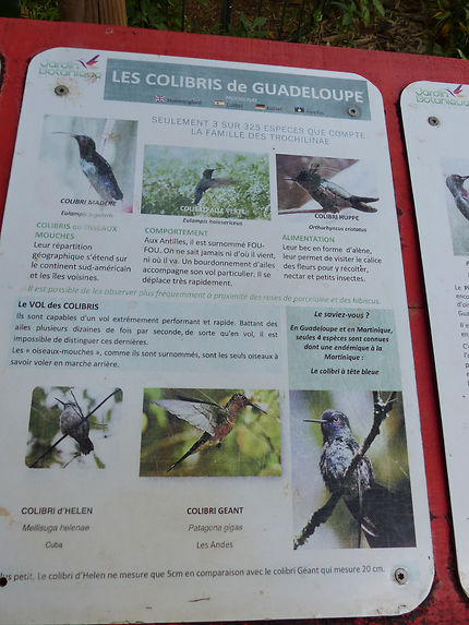 Les colibris de Guadeloupe 