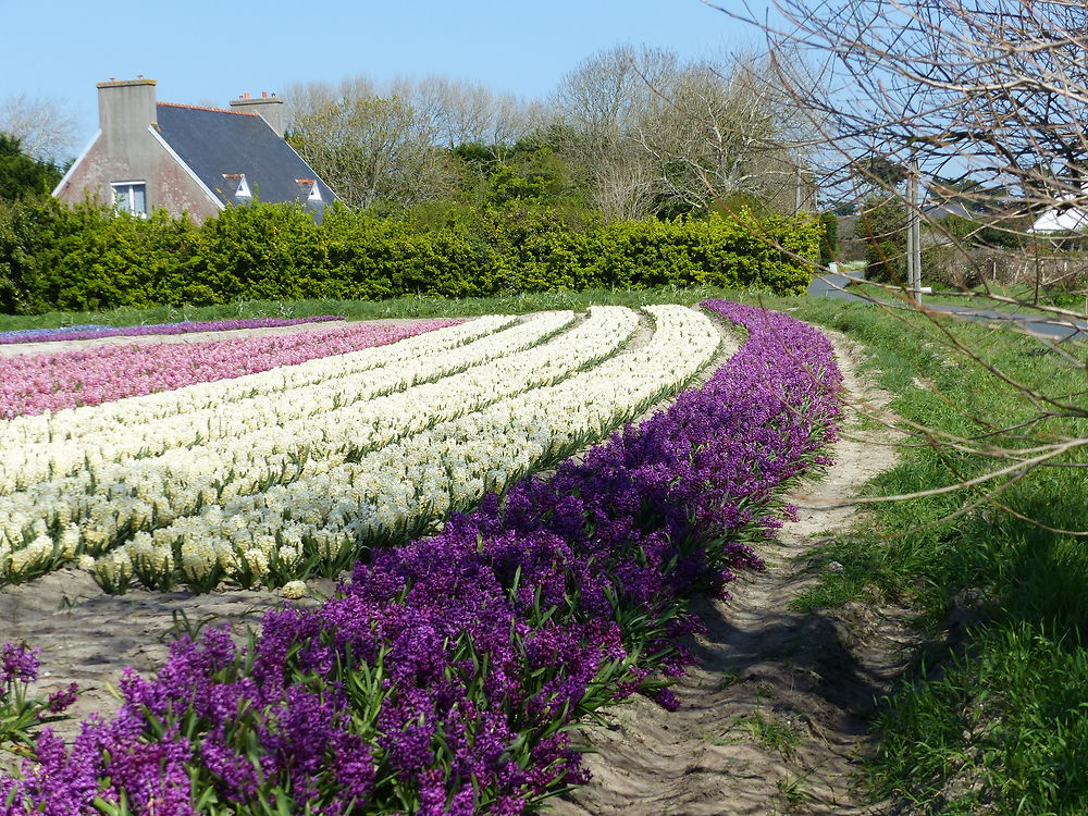 Champs de jacinthes de toutes couleurs 