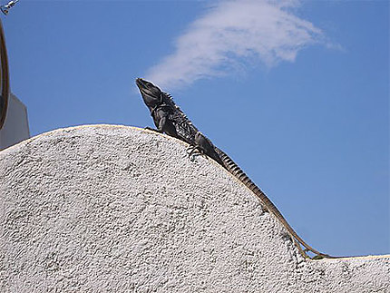 Iguane à Huatulco