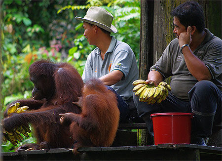 Le parc de Sépilok réabilitation des Orang Outan