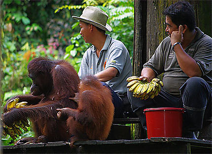 Le parc de Sépilok réabilitation des Orang Outan