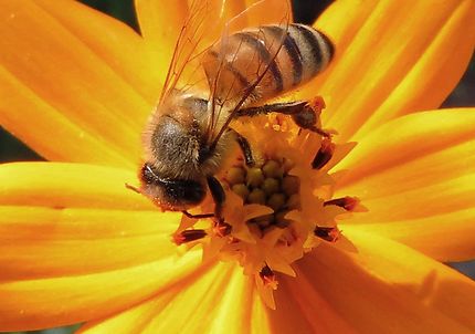 Pollinisation par Maya l' abeille