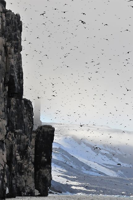 La falaise aux oiseaux du Svalbard