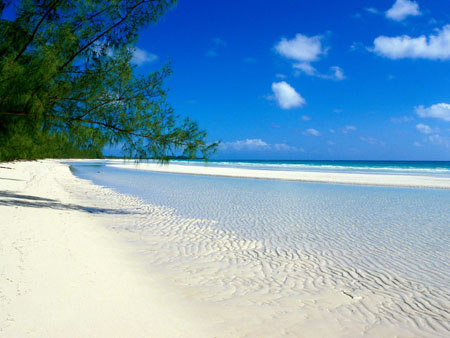 paradisiaque paradisiaque