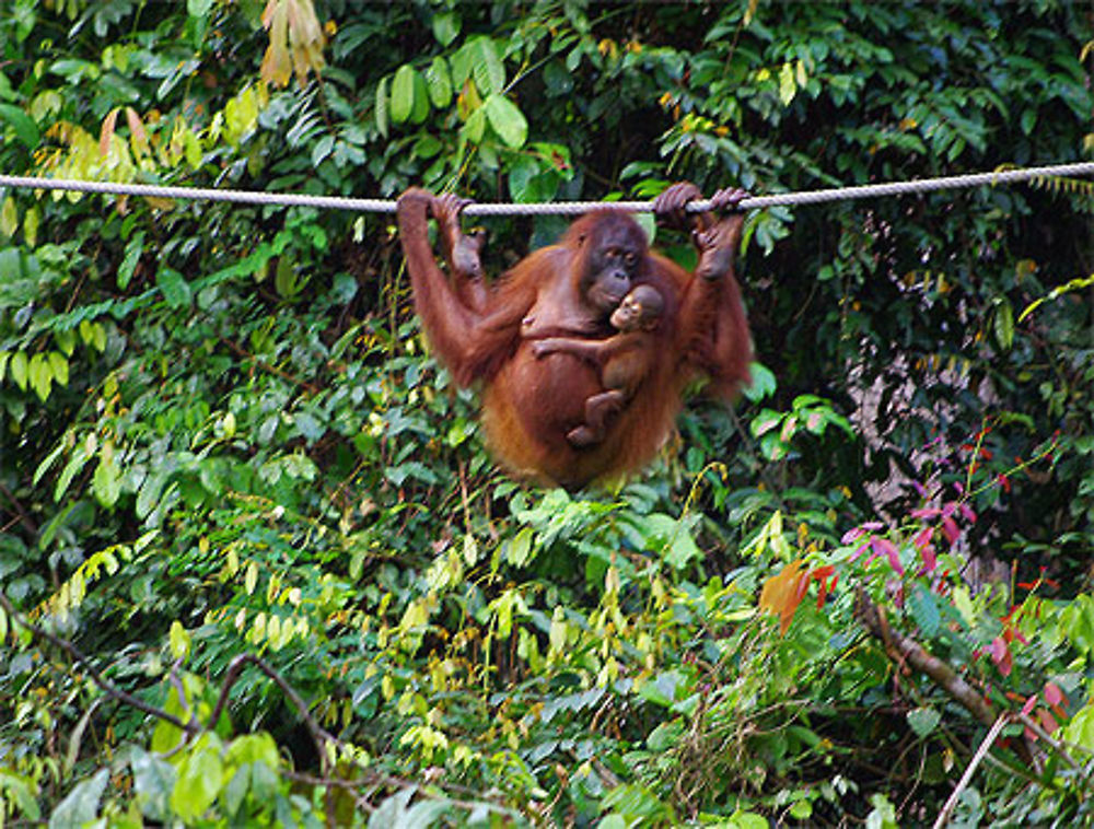 Maman Orang Outan et son petit