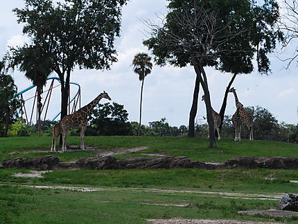 Girafes à Busch Gardens