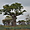 Baobab dans champ de cisale