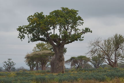 Baobab dans champ de cisale