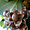 Fruits liane d'argent, Argyreia nervosa