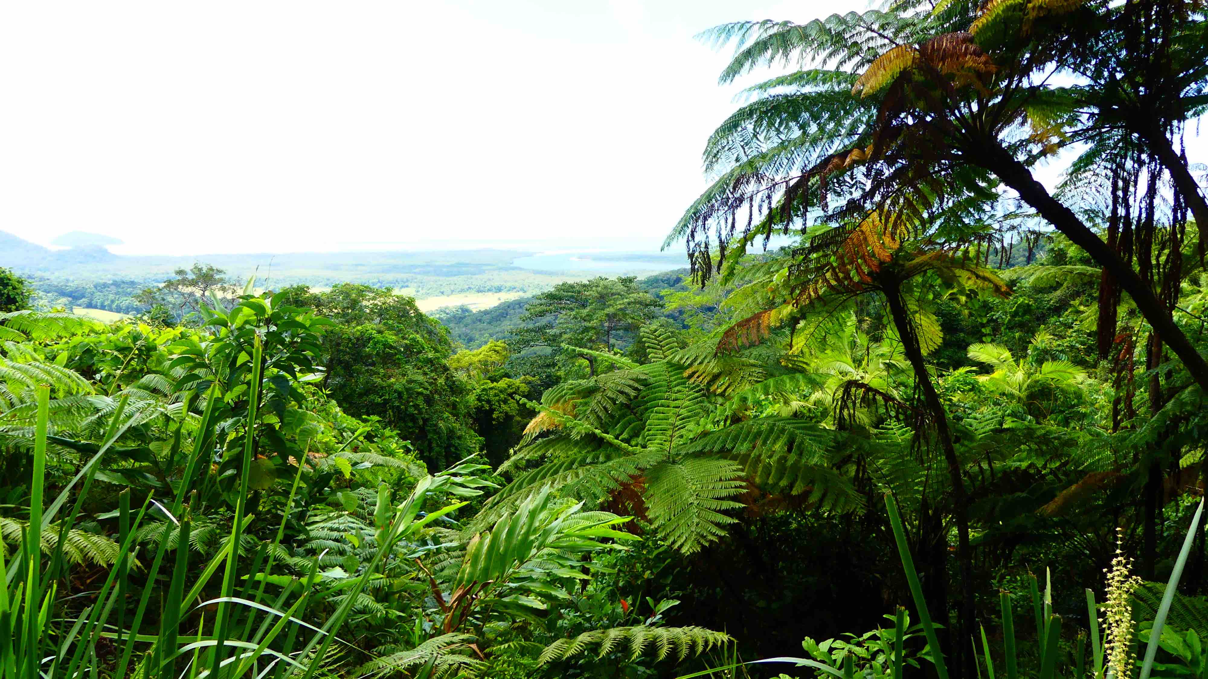 Daintree Forest Daintree Forest
