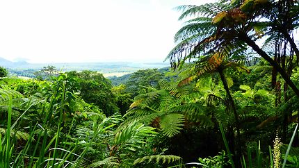 Daintree Forest