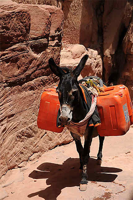 Mule de Petra