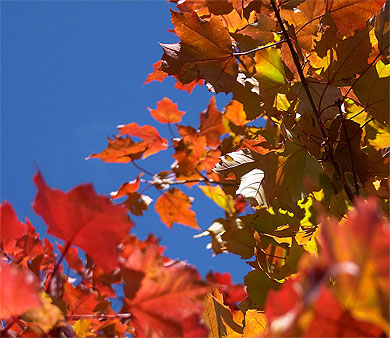 Couleurs d'automne Couleurs d'automne
