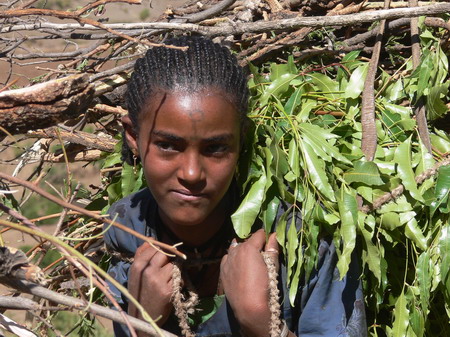 Jeune fille au fagot entre Lalibela et Mekele Jeune fille au fagot entre Lalibela et Mekele