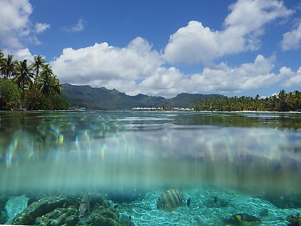 Jardin de corail à Taha'a (îles de la Société)