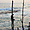 Pêcheurs sur échasses près de Galle
