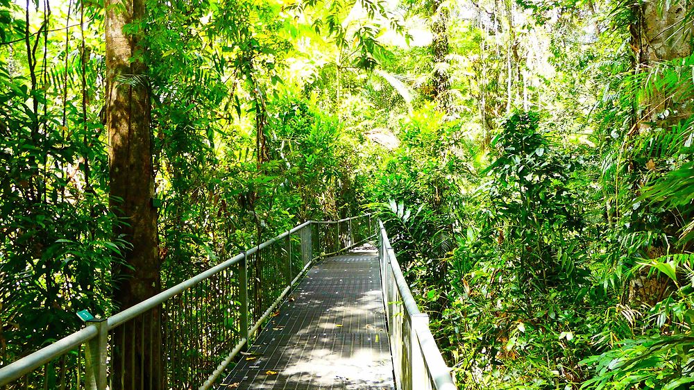 Daintree Forest