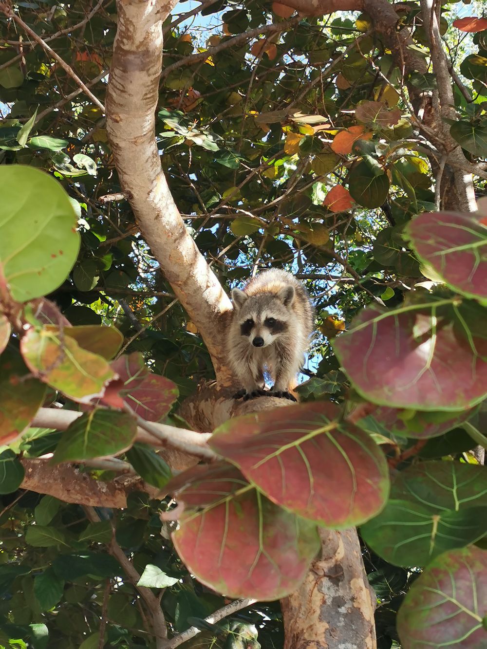 Raccoon à Key Biscayne