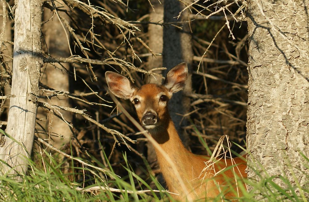 Rencontre imprévue sur l'île d'Anticosti