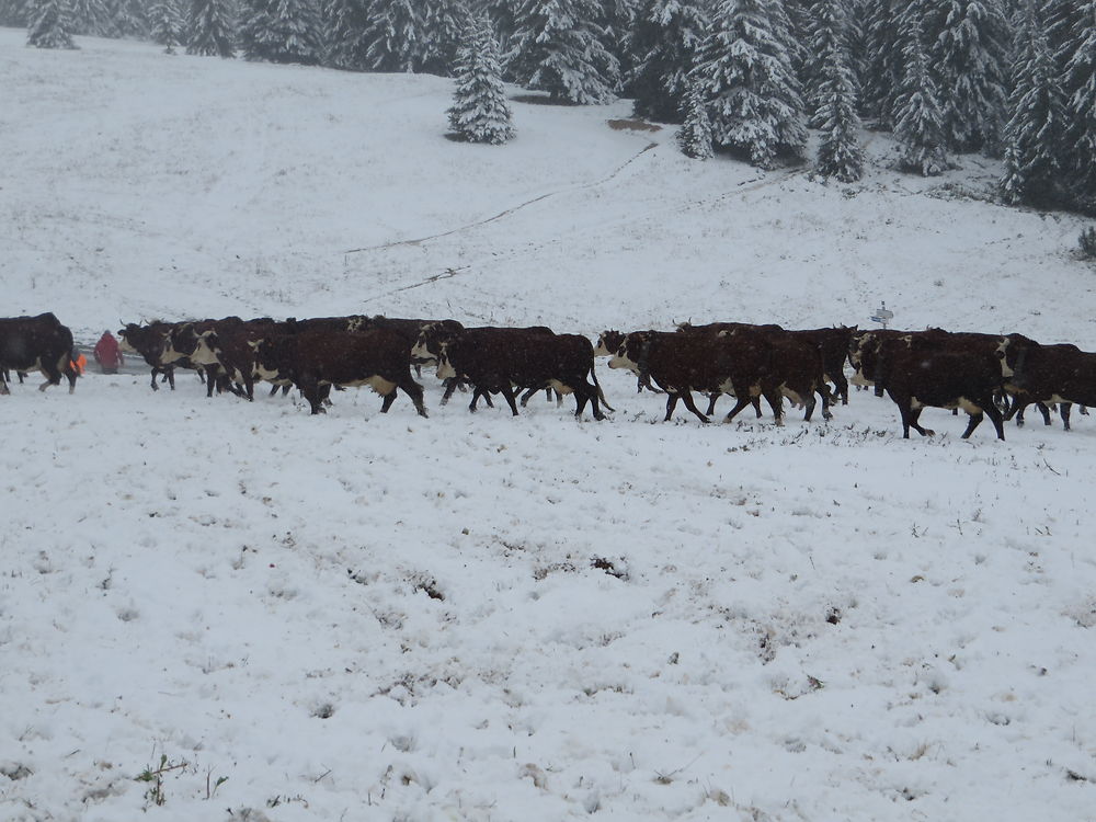 Descente des alpages